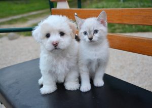 mascotas-y-corazon2