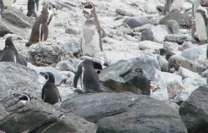 pinguino