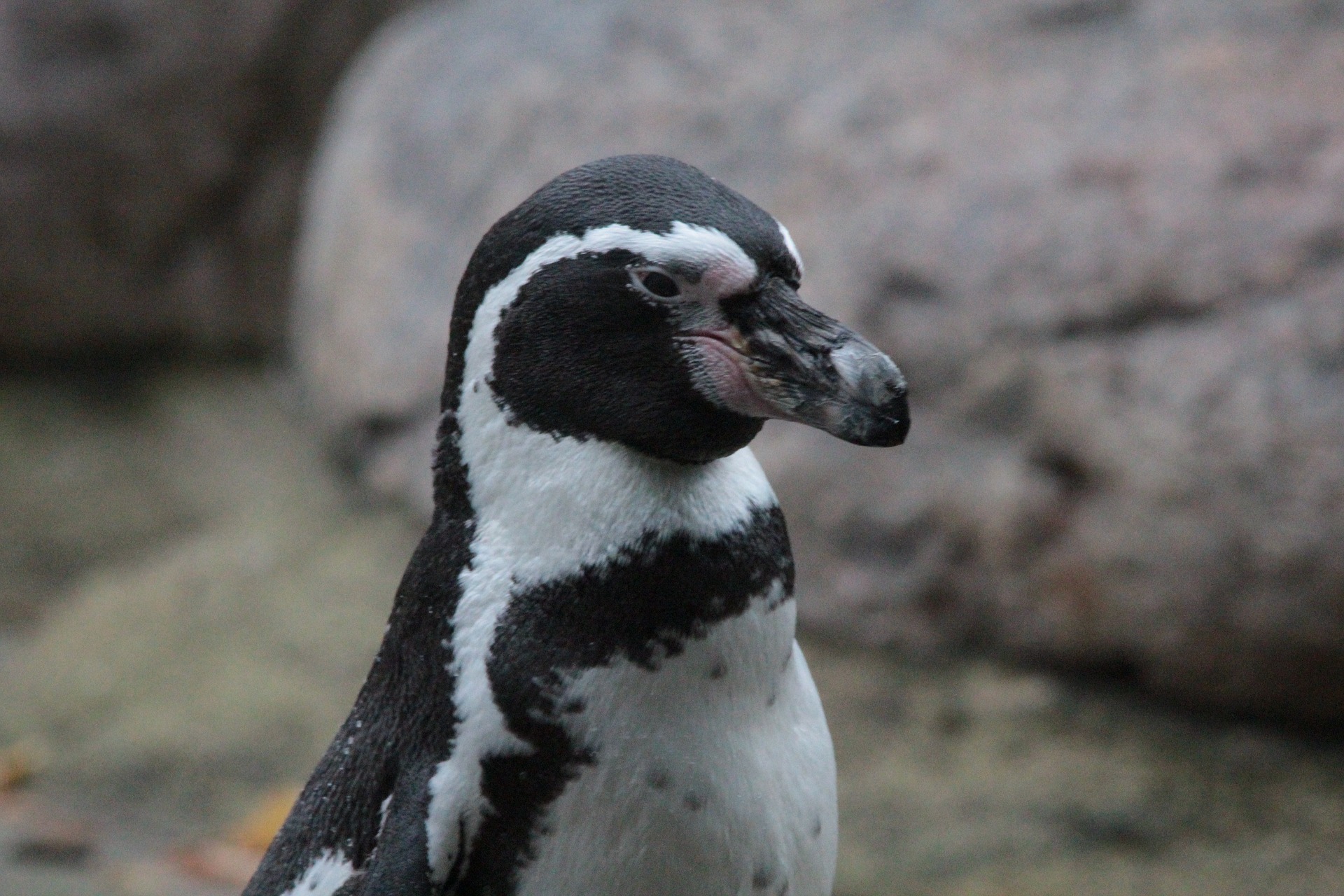 pinguino1